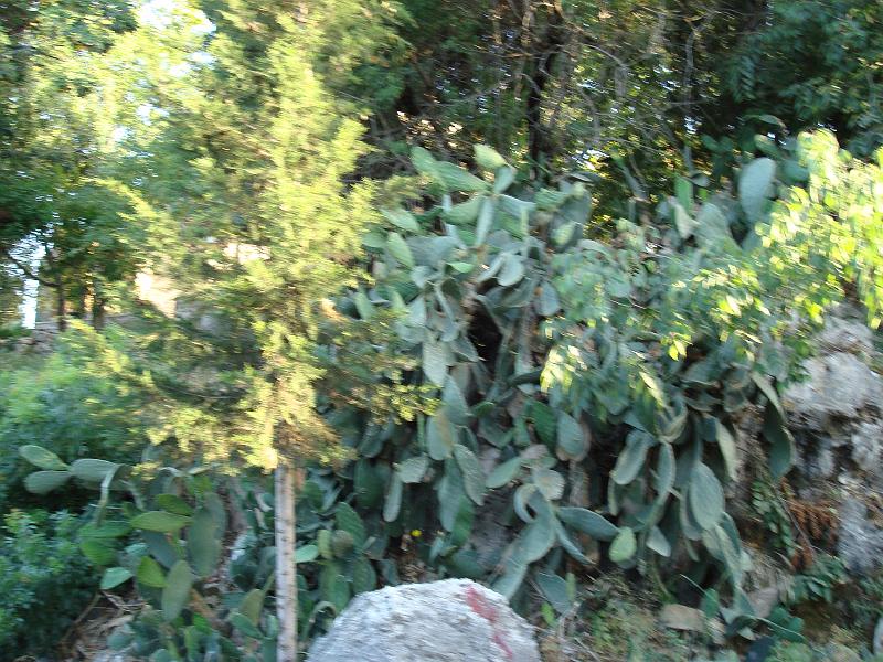DSC00633