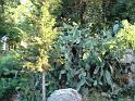 DSC00633